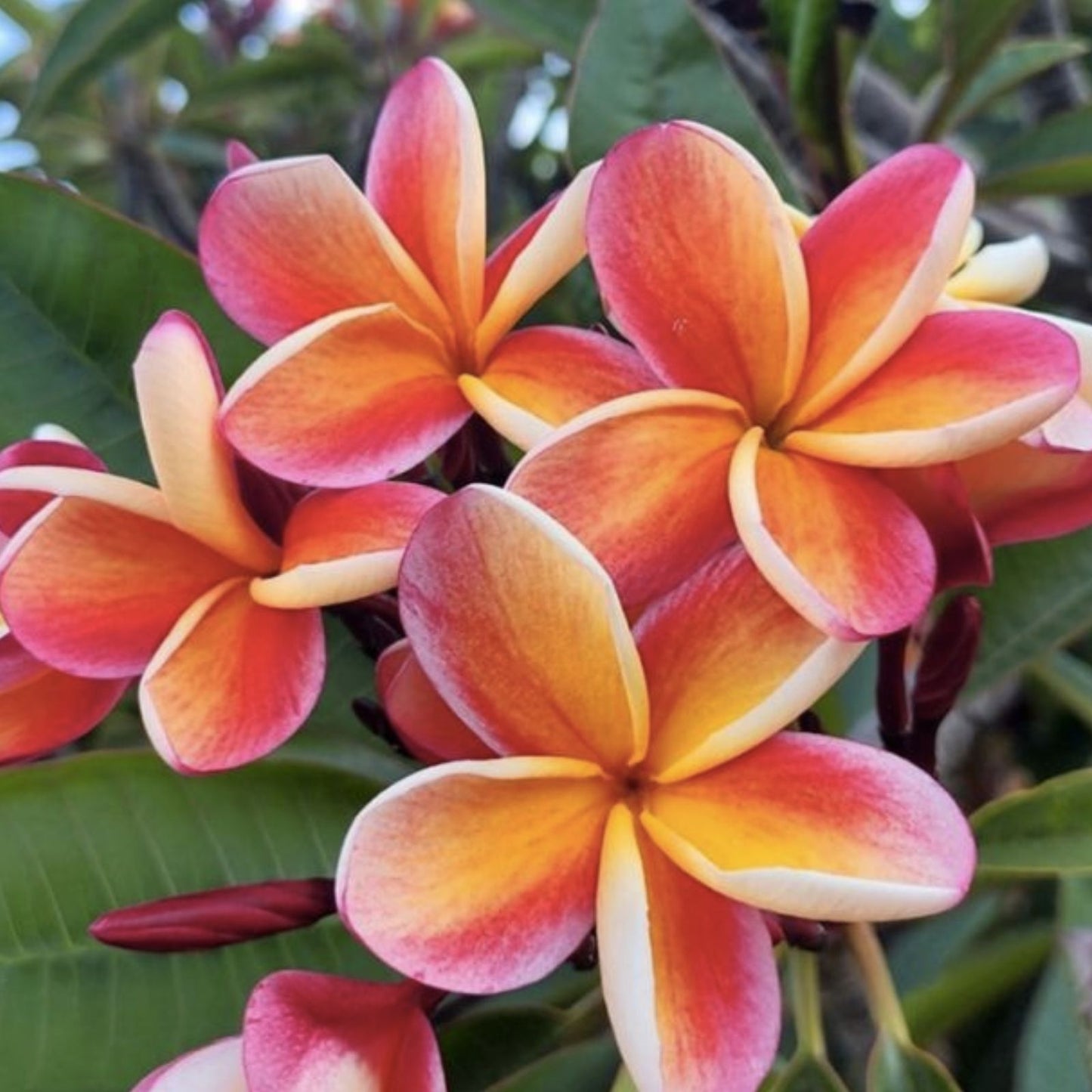 Jamaican Fire Plumeria Cutting - 3 Tip Tropical Flowering Plant - Plumeria rubra Garden Flowering Plant Cutting