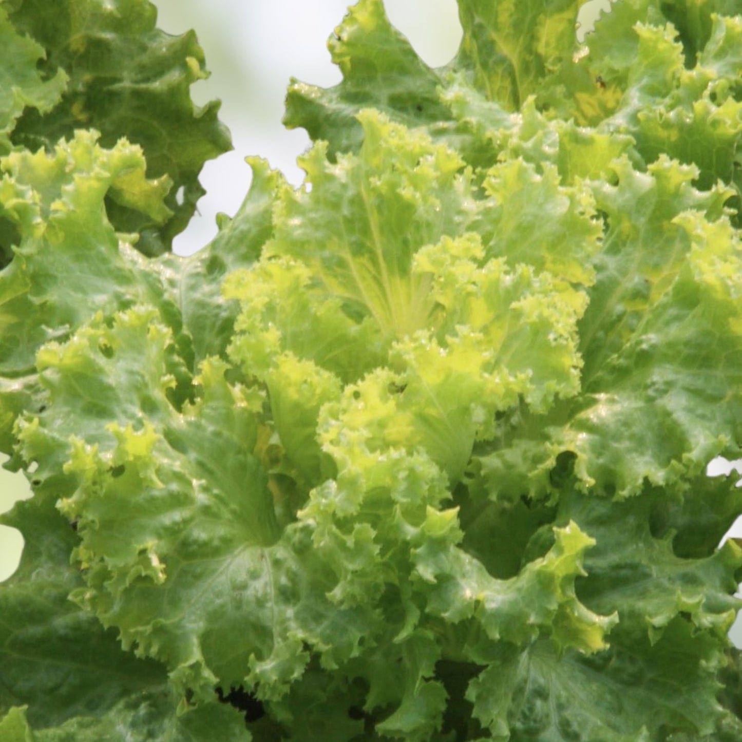 Mustard Greens Seeds Southern Giant Non-GMO Brassica juncea Organic Vegetable Garden Starter 25+