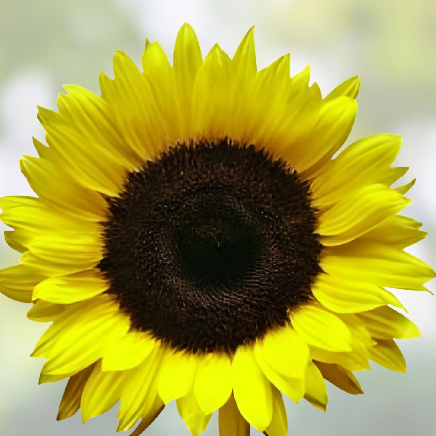 Lemon Queen Sunflower Seeds 500 Count | Helianthus annuus Bright Yellow Blooms Garden Planting Starter Seeds