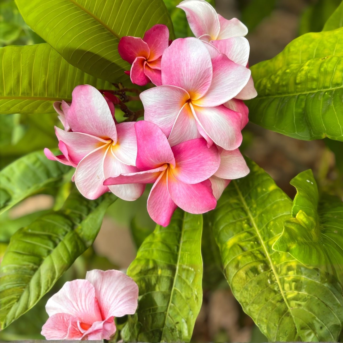 Pink Plumeria Cuttings 10-12 Inches - Live Exotic Frangipani Plant for Propagation, Gardening, Houseplant, Bare Root, Starter Plant