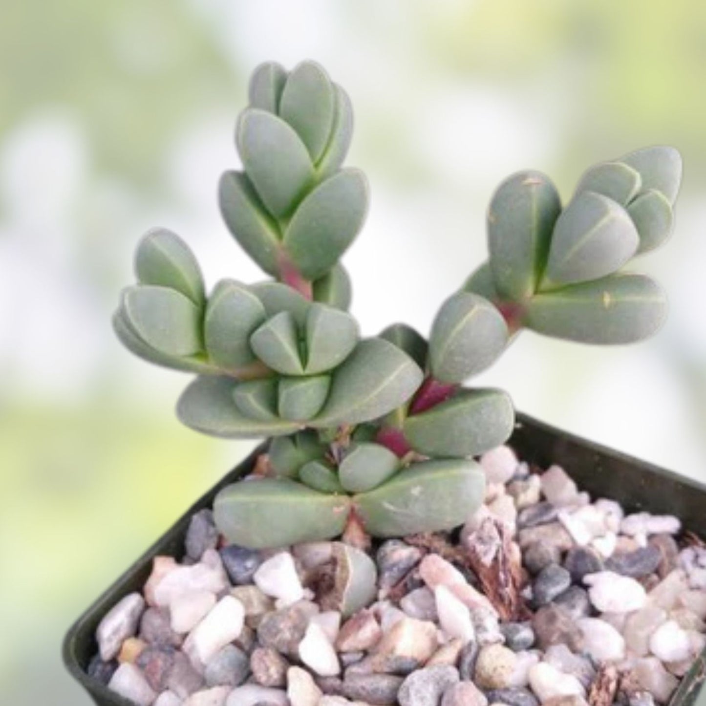 Ice Plant Succulent 4-6 inch Live Rooted Corpuscularia lehmannii Green Foliage - Drought Tolerant Indoor Plant - Fast Growing