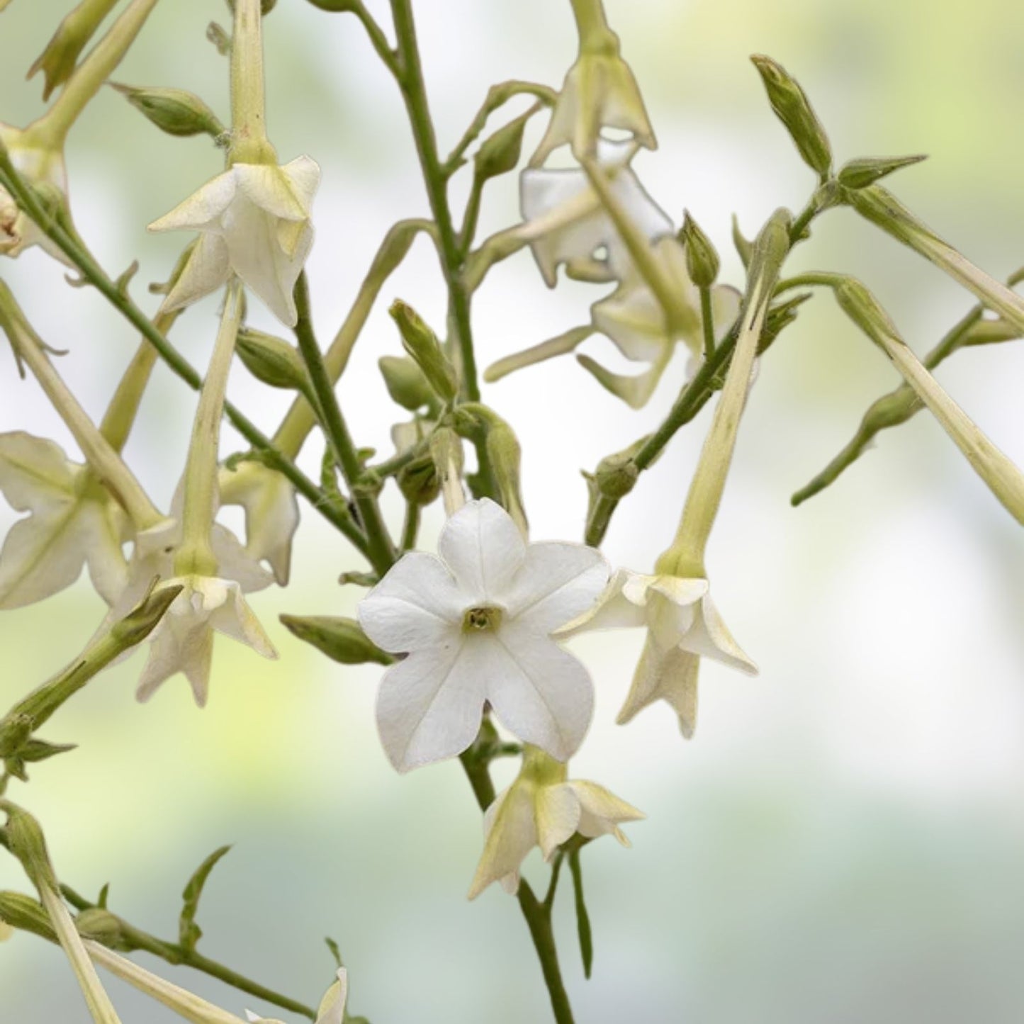 Jasmine Flowering Tobacco Seeds Mix Non-GMO Nicotiana alata Garden Planting Seeds for Ornamental Flowers