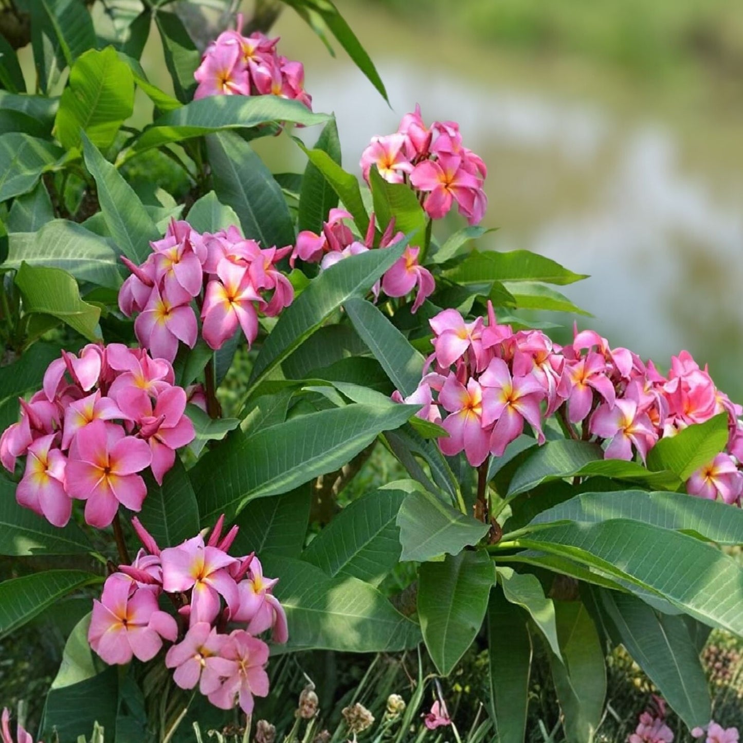 Large Plumeria Plant Cutting - Plumeria rubra, Pink, 20" Tropical Flowering Tree, Live Starter Plant, Bare Root, Frangipani Tree