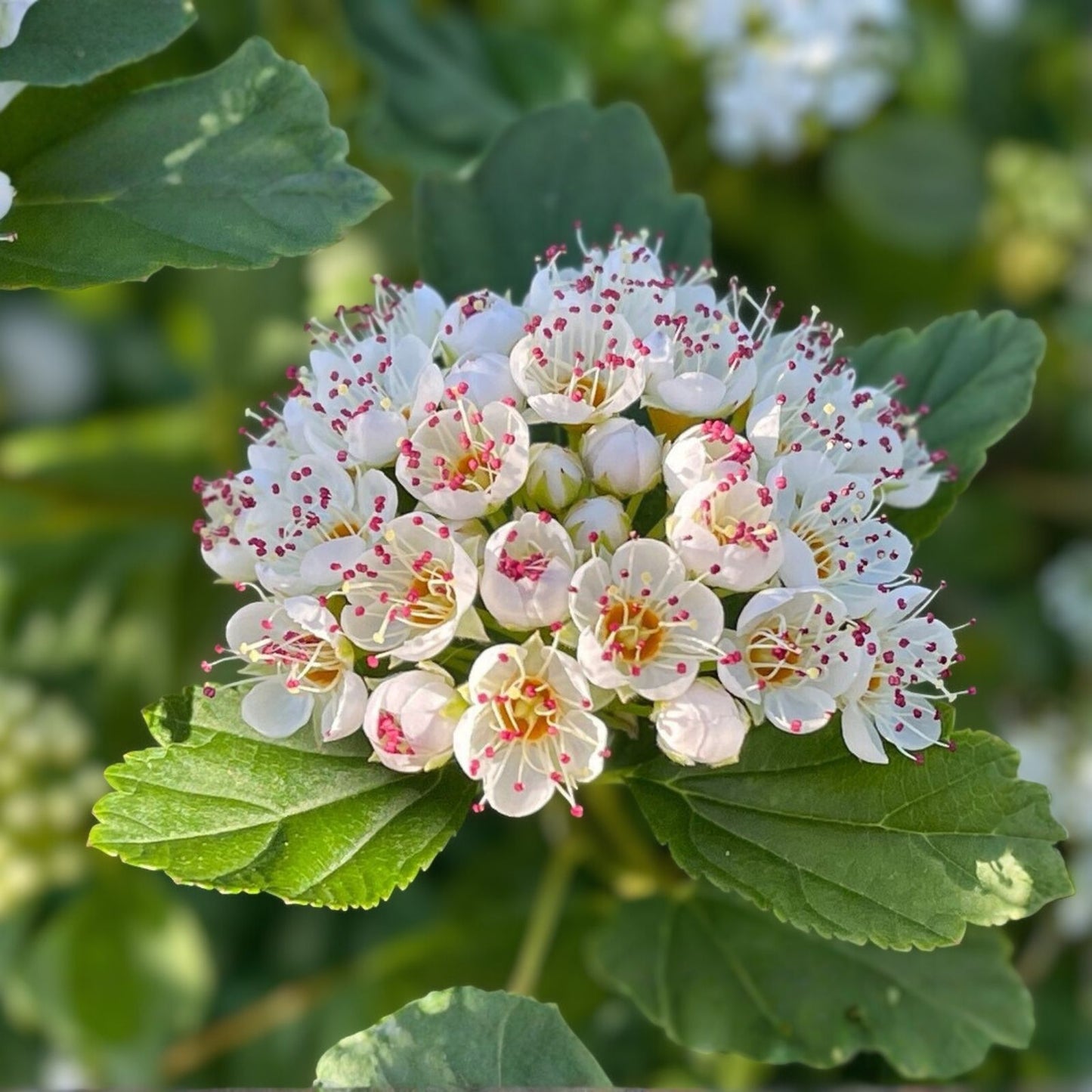Ninebark Plant Bare Root Shrub Physocarpus opulifolius 12-18 inches Hardy Zone 5-9 Live Plant Cutting