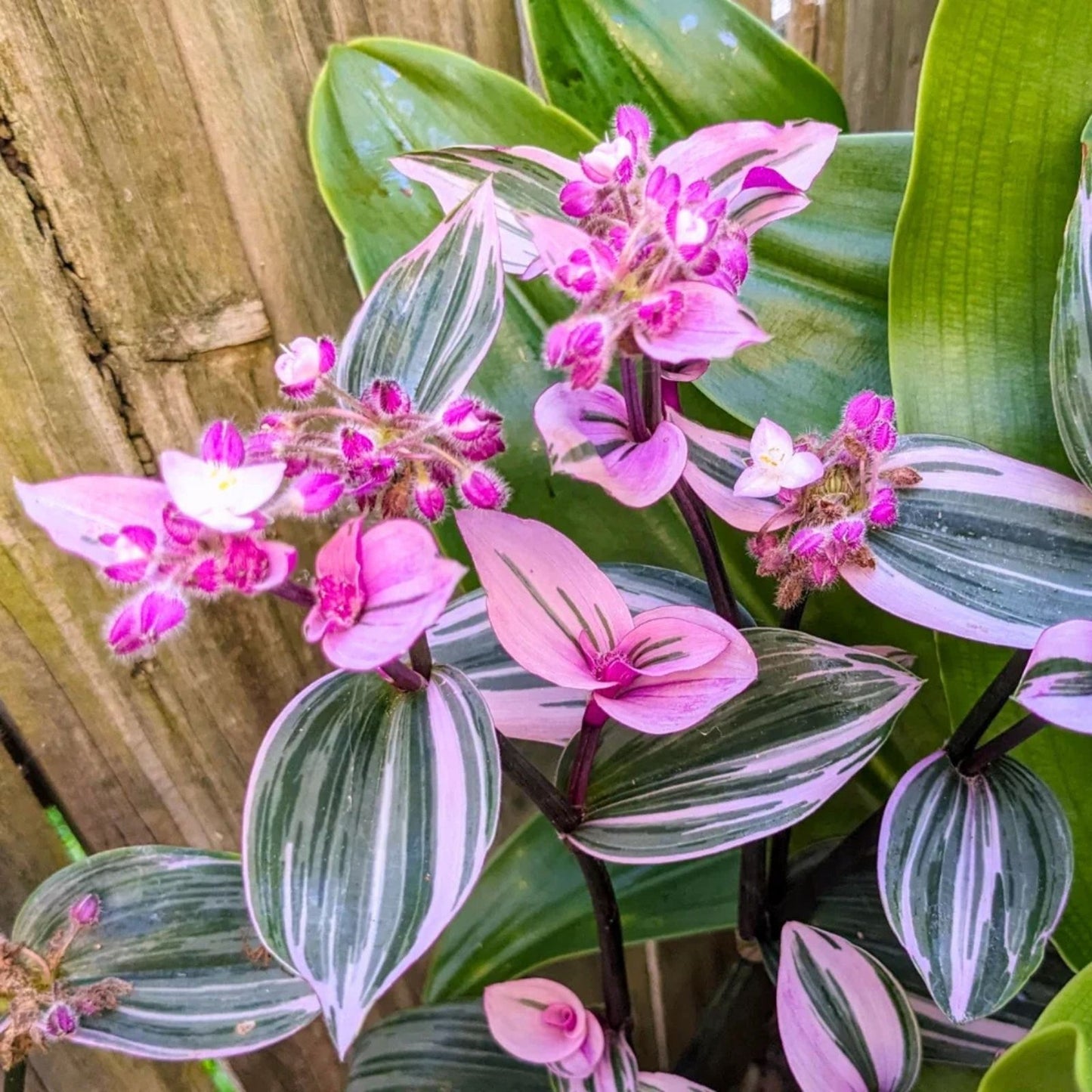 Wandering Jew Tradescantia Zebrina Live Cuttings 12" Indoor Houseplant with Aerial Roots - Non-GMO, Home Decor