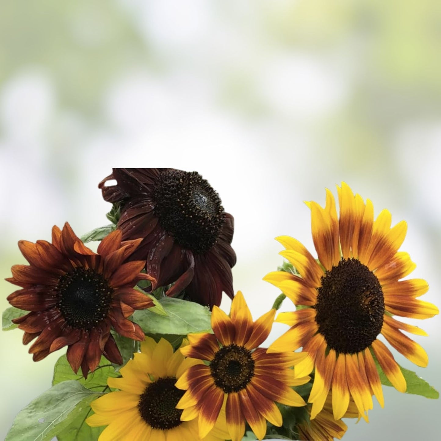 Sunflower Seeds Mix 50+ Multi-Color Helianthus annuus Garden Flower Seeds for Planting and Gardening