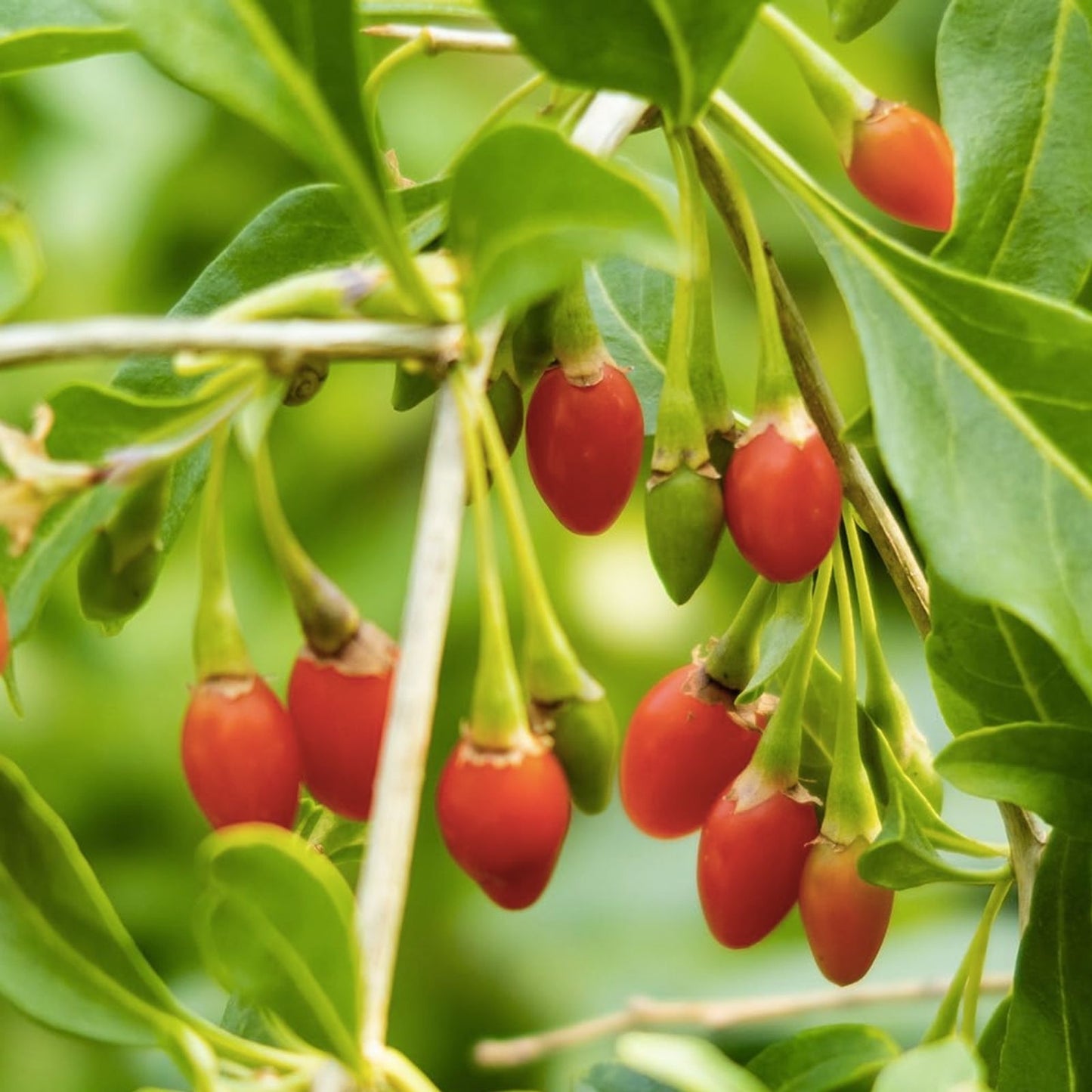 Goji Berry Cuttings - 5 Live Lycium barbarum Starter Plants - ANNY Variety for Gardening and Rooting - Non-GMO