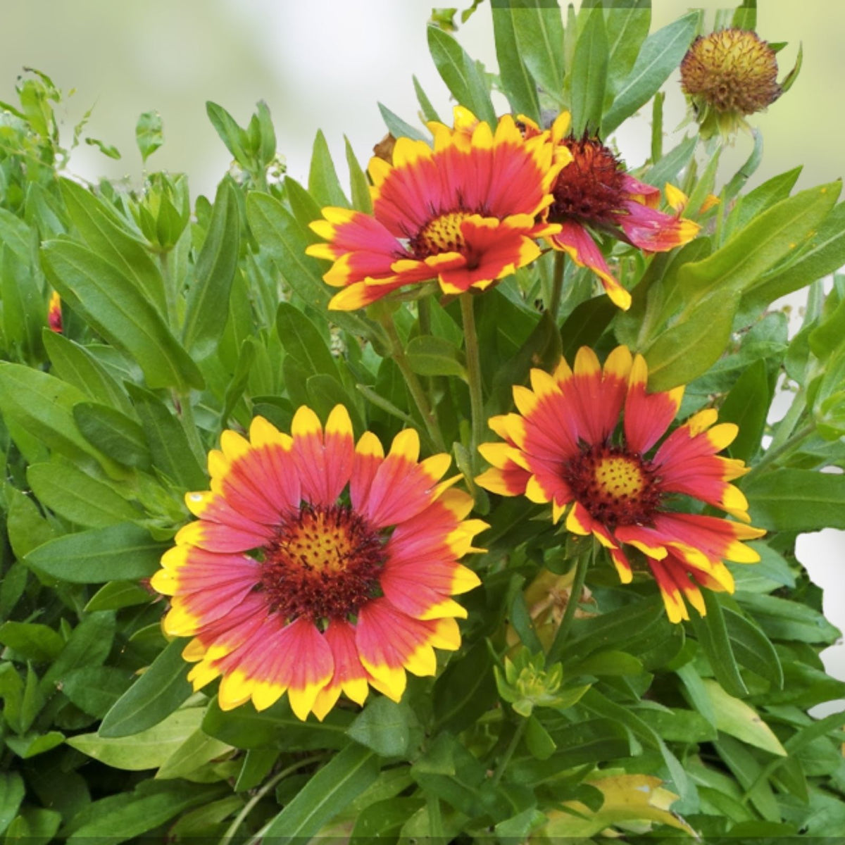 Exotic Gazinga Seeds 100 Pack - Blanket Flower Seeds Gaillardia aristata Colorful Mix with Roses & Zinnia