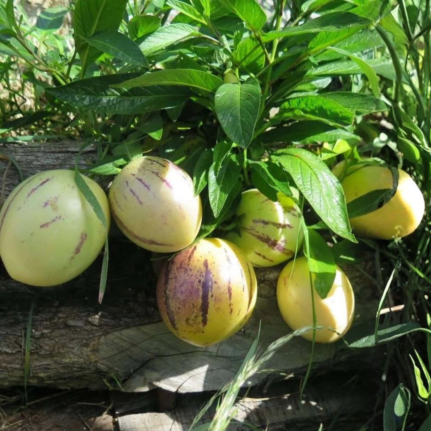 Pepino Melon Cuttings 8 Varieties | Solanum muricatum Fruit Plants for Garden Patio Container Growing