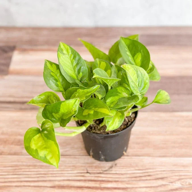 Global Green Pothos Rooted Cutting – Live Houseplant Epipremnum Aureum, Easy Indoor Plant, Fully Rooted, Variegated Green Marbling