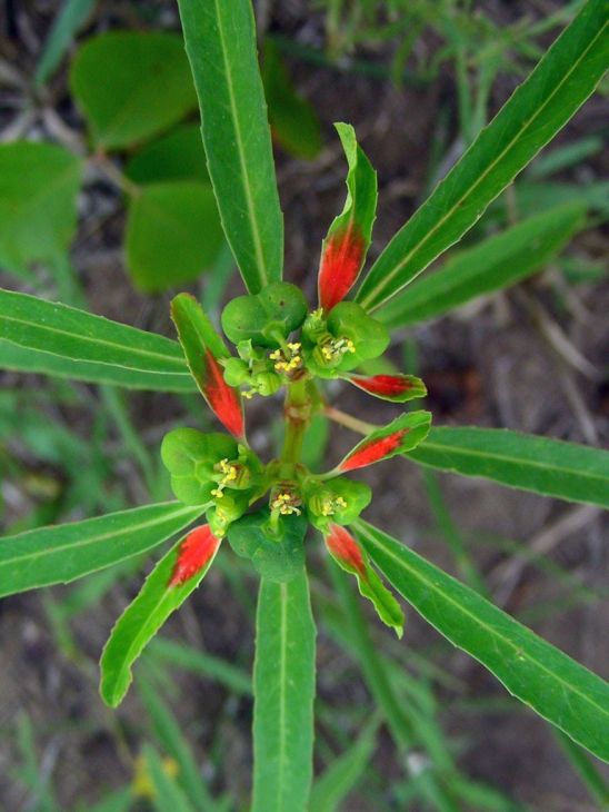 Euphorbia Cyathophora Seeds – Painted Spurge, Fire on the Mountain, Native Wildflower, Red Bracts, Annual Plant, 10 Seeds