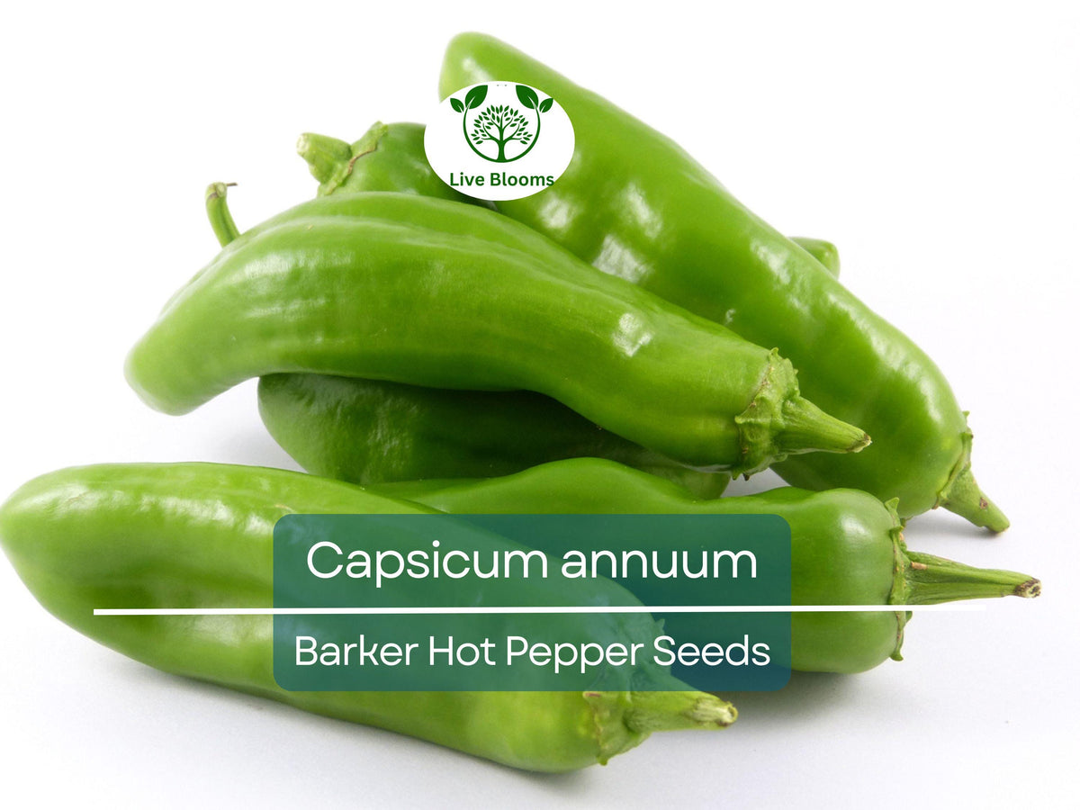 250 mg Barker Hot Pepper Seeds - Capsicum annuum - Spicy Heirloom Variety for Salsas & Cooking - Non-GMO Gardening Seeds