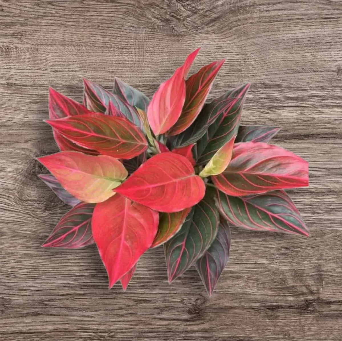 Aglaonema Red Vein Starter Plant | Live Chinese Evergreen | Easy Care Indoor Plant | Air Purifying Foliage