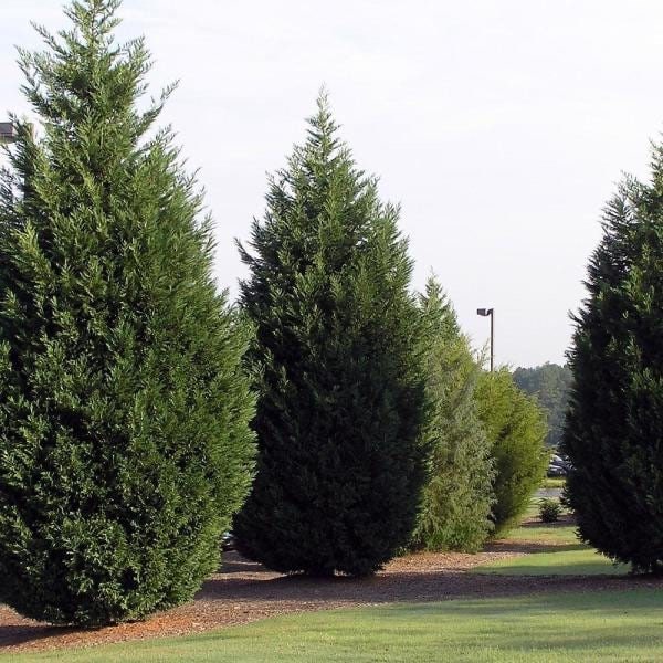15 Leyland Cypress Cuttings – 6-7" Unrooted Branches for Privacy Hedge, Evergreen Screen, Cupressocyparis leylandii