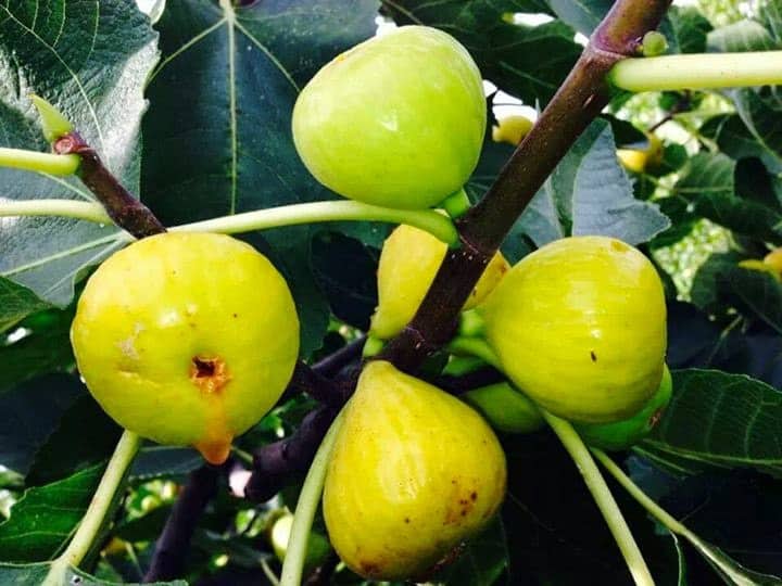 White Marseilles Fig Cuttings – Unrooted Ficus carica Propagation, 6 Fresh Dormant Fig Tree Cuttings