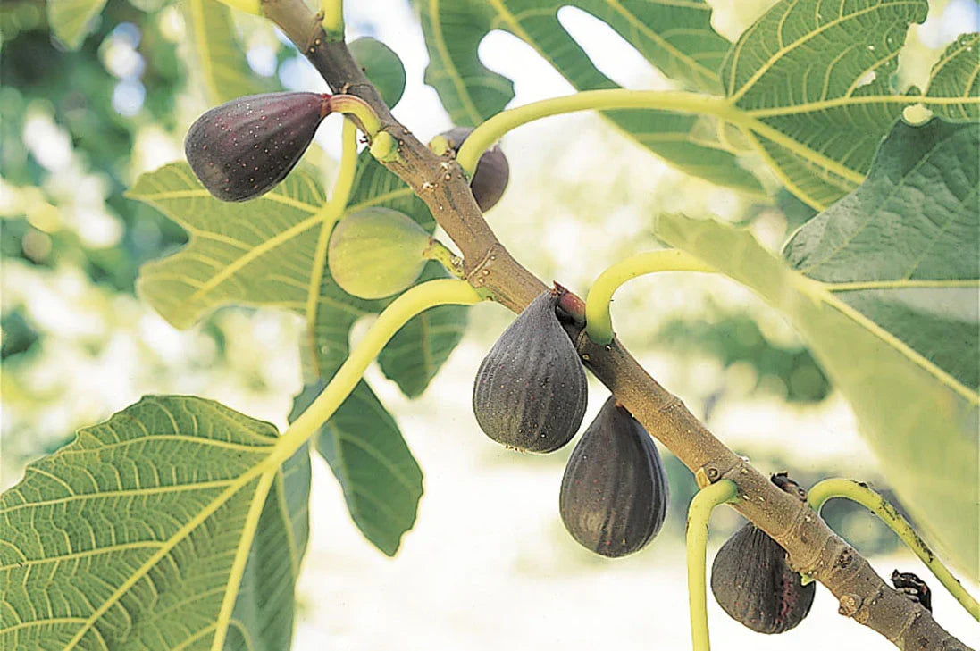 Violette de Bordeaux Fig Tree – Bare Root Starter Plant – Self-Fertile Ficus carica – Compact Dwarf with Dark Purple Figs