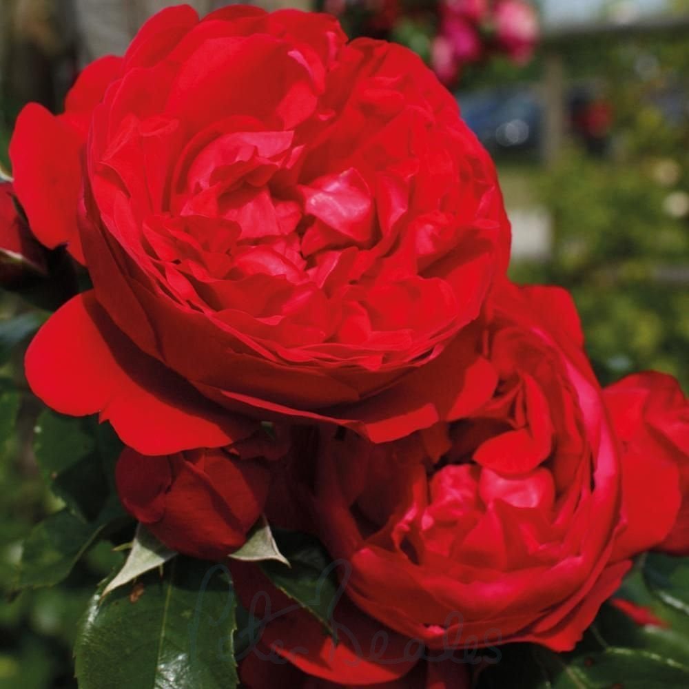 Super Rare Florentina Rose Cuttings – 3 Unrooted Clippings for Rooting or Grafting Rosa ‘Florentina’ Red Climbing Rose