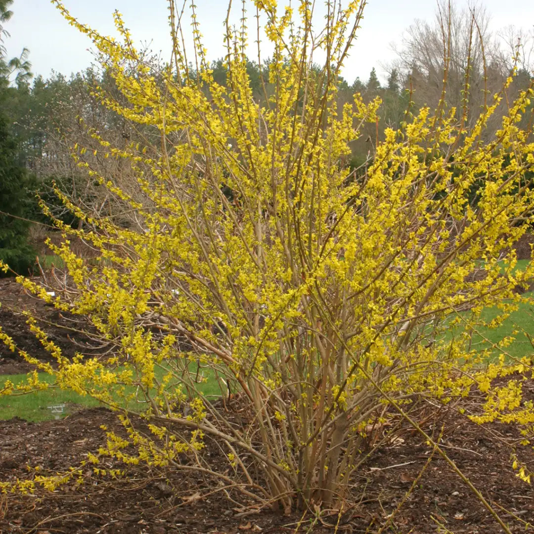 Forsythia Cuttings 6–8" Unrooted Hardwood Stems for Propagation Yellow Flowering Shrub Live Plant