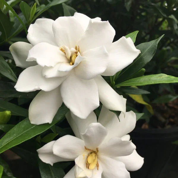 Frostproof Gardenia Live Plant – Mature Evergreen Shrub with Fragrant White Blooms in 1-Gallon Pot, Cold Hardy, Easy Care, Garden or Container