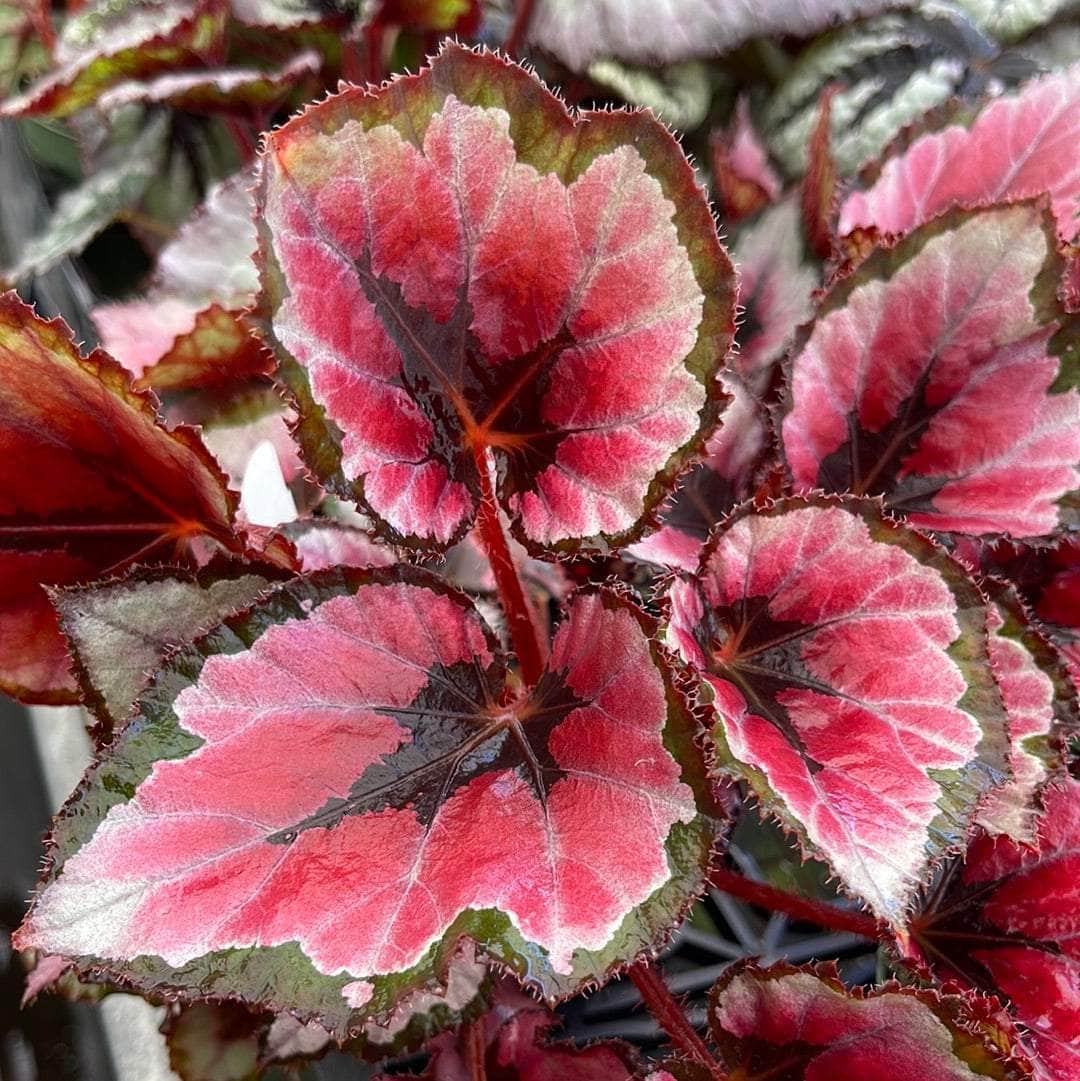 Begonia Red Robin Live Plant 4–6 Inches Bareroot Indoor Tropical Foliage Houseplant