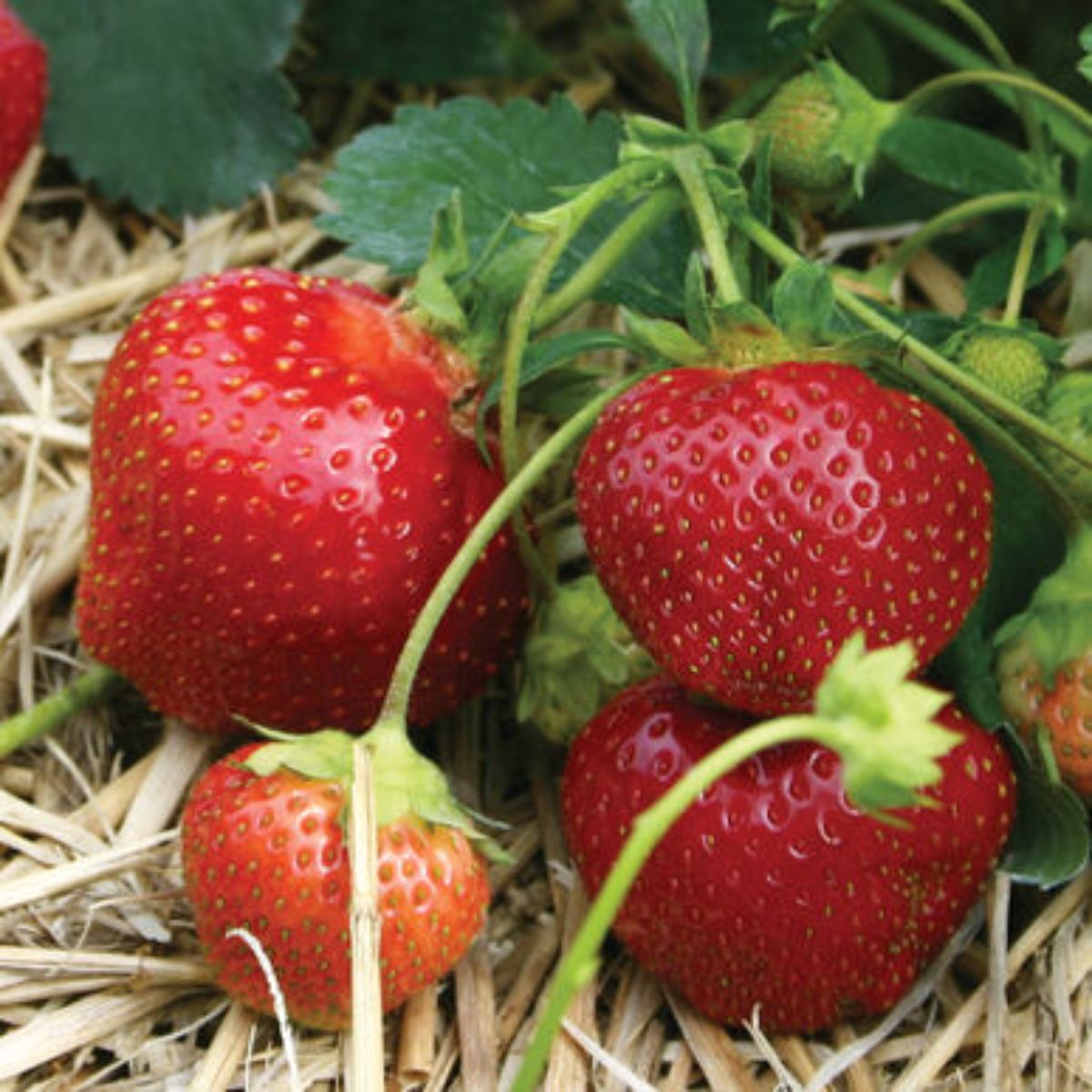 Galletta Strawberry Plants Bare Root – Early June-Bearing, Hardy, Juicy Berries, Vigorous, Disease-Resistant, 25 Plants