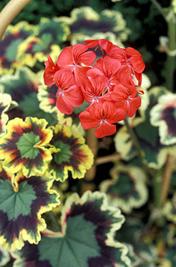 Rare Variegated Zonal Pelargonium Cutting | 6-Inch Unrooted Live Plant | Colorful Foliage & Bright Blooms | Geranium Propagation