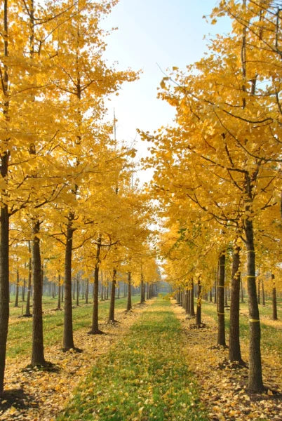 Ginkgo Biloba Live Tree – Bareroot Deciduous Shade Tree for Zones 3-9 – Ornamental Fan-Shaped Leaves