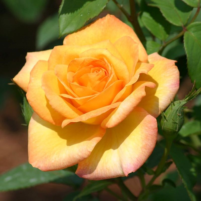 Gold Medal Rose Bush Bare Root Starter Plant Hybrid Tea Rose Golden-Yellow Fragrant Hardy Repeat Bloomer