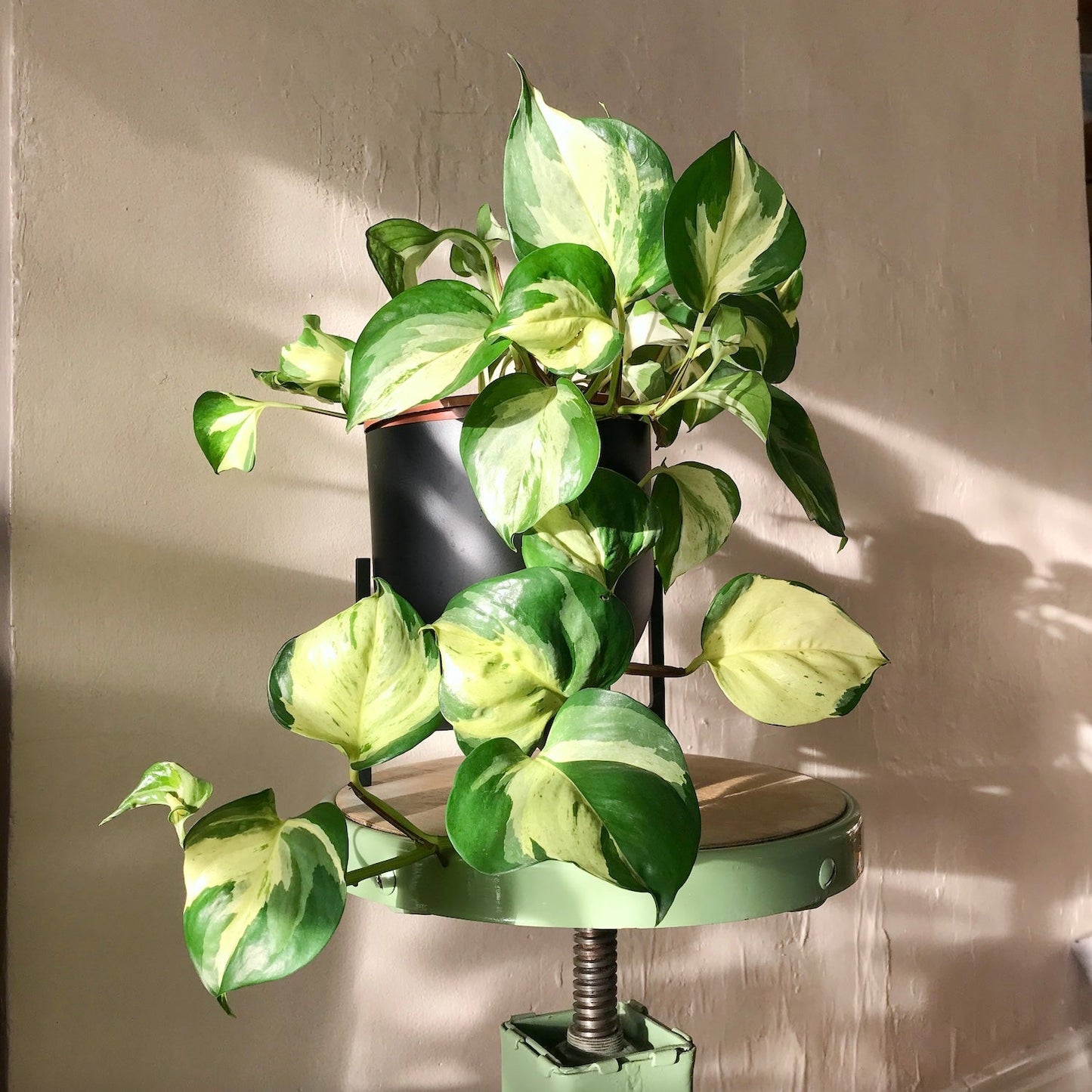 Manjula Pothos Live Plant in 2" Pot | Epipremnum Aureum Harlequin | Variegated Indoor Vine Starter