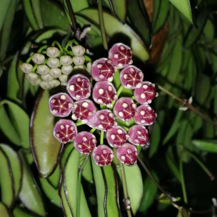 Hoya wayetii Rooted Plant – Easy-Care Tropical Houseplant with Waxy Leaves and Fragrant Flowers – Rare Indoor Starter Plant