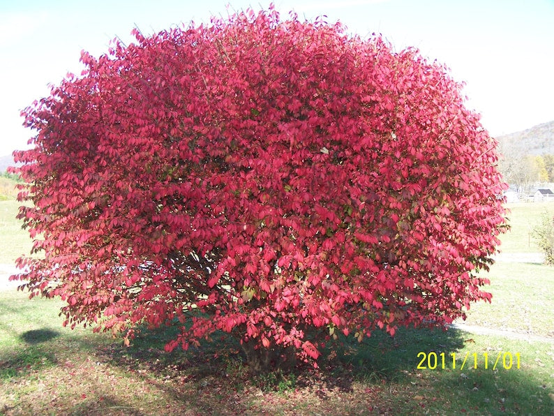 Burning Bush Plants 2 Pack - Euonymus Alatus 'Compacta' - 4" Containers - Ideal for Hedges & Specimen Planting