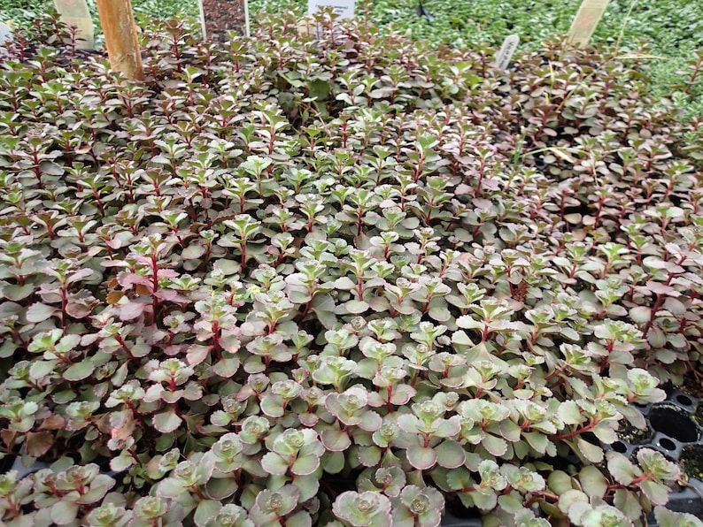 **Dragon's Blood Sedum Plant Plug Flat 72 Cells - Evergreen Groundcover with Red-Maron Foliage, Sedum spurium**