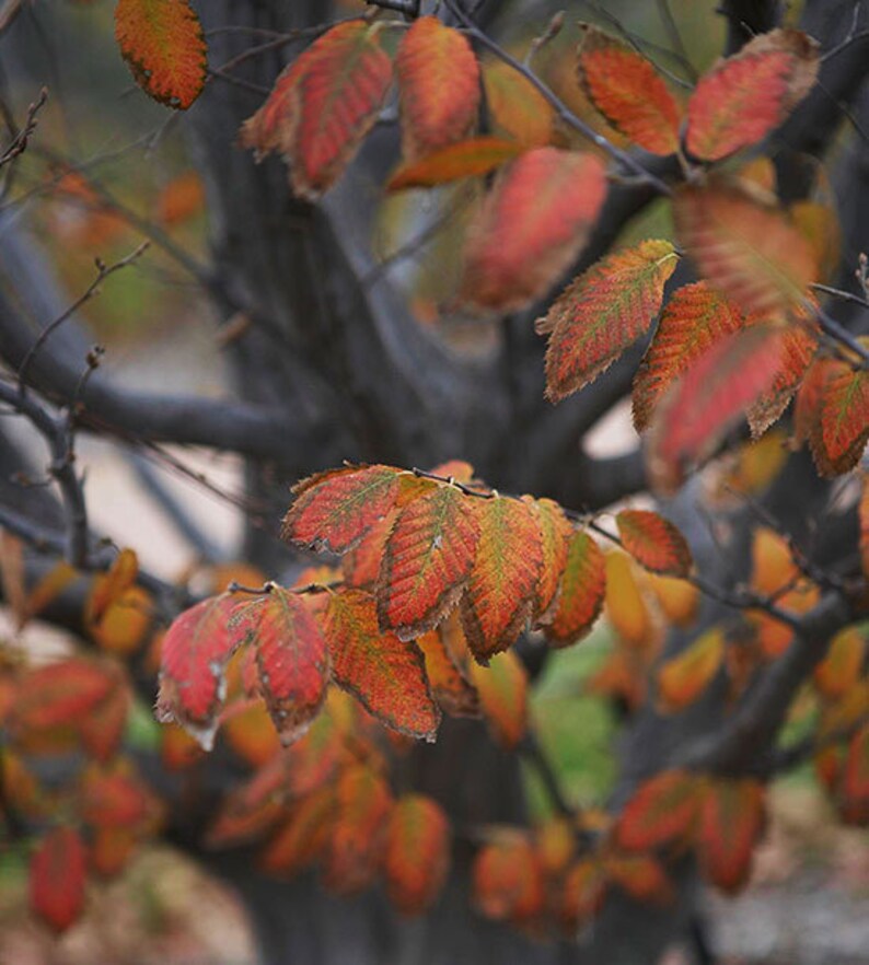 American Hornbeam Tree 4" Container - Carpinus Caroliniana - Muscle Wood - Ideal for Shade & Woodland Gardens