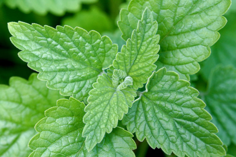 **Catnip Plants Set of 3 Pots - Nepeta cataria - Perennial Herb for Cats & Tea, Grown in 3.5" Pots**