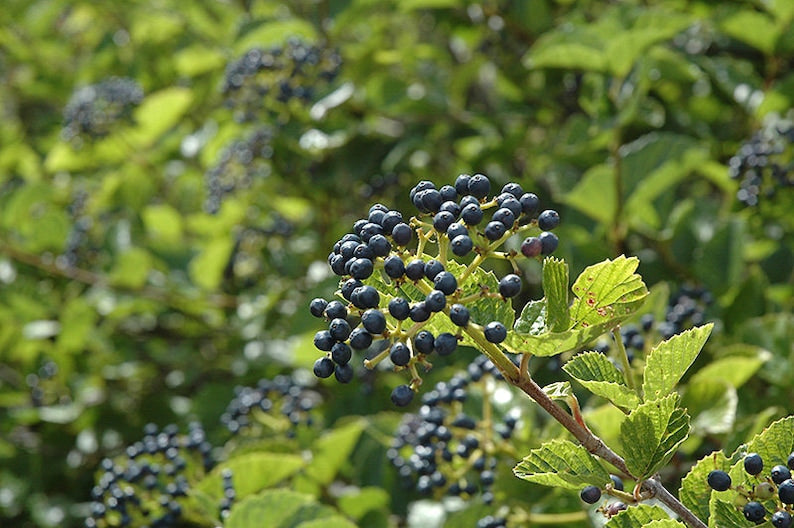 Chicago Lustre Viburnum Plants – 5 Rooted Shrubs in 3" Containers, Viburnum Dentatum, Garden Hedge, Spring Flowers, Bird Attracting