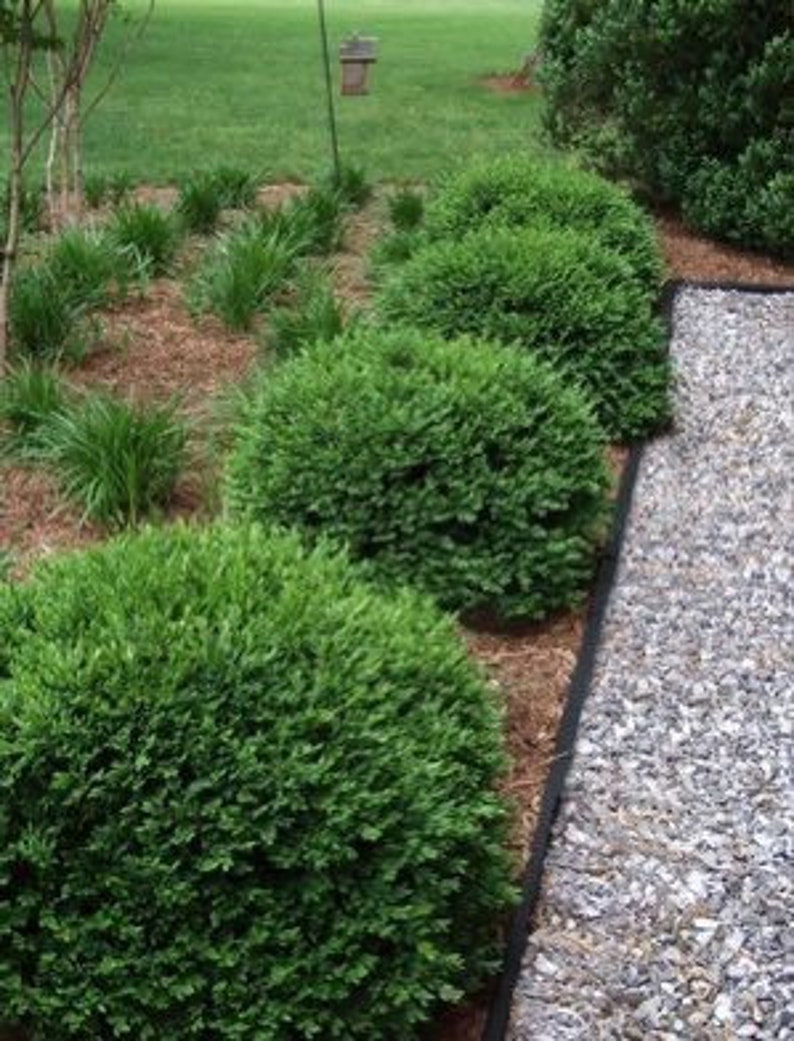 Green Velvet Boxwood Plant in Quart Pot - Buxus sempervirens - Evergreen Shrub for Landscape, Hedges, Zones 5-9