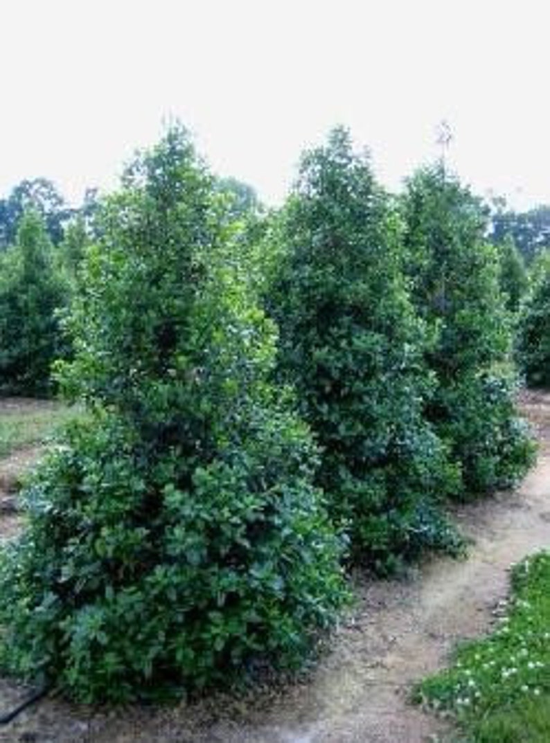 Nellie R Stevens Holly Shrub 2.5" Pot, Ilex x Nellie R. Stevens, Fast Growing, Dark Green Leaves, Red Berries, Zones 6-9