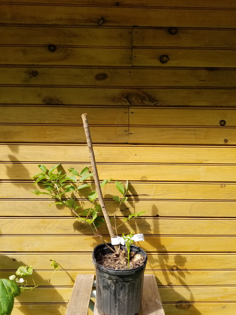 Elderberry Bushes - 2 Live Plants - 'Adams' & 'Johns' Varieties - Sambucus canadensis - Spring Grown for Fruit & Wildlife Habitat