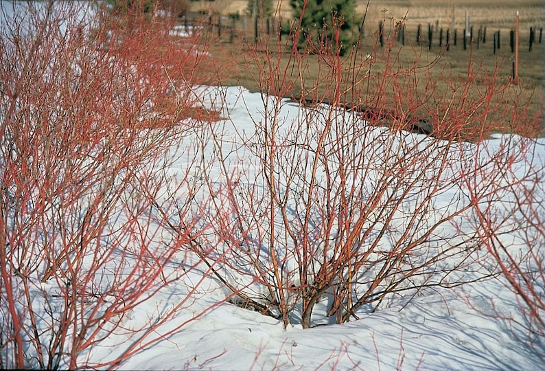 Red Twig Dogwood Plant 2.5" Container | Cornus sericea Shrub for Privacy, Drought Tolerant, Hardy Zones 2-9