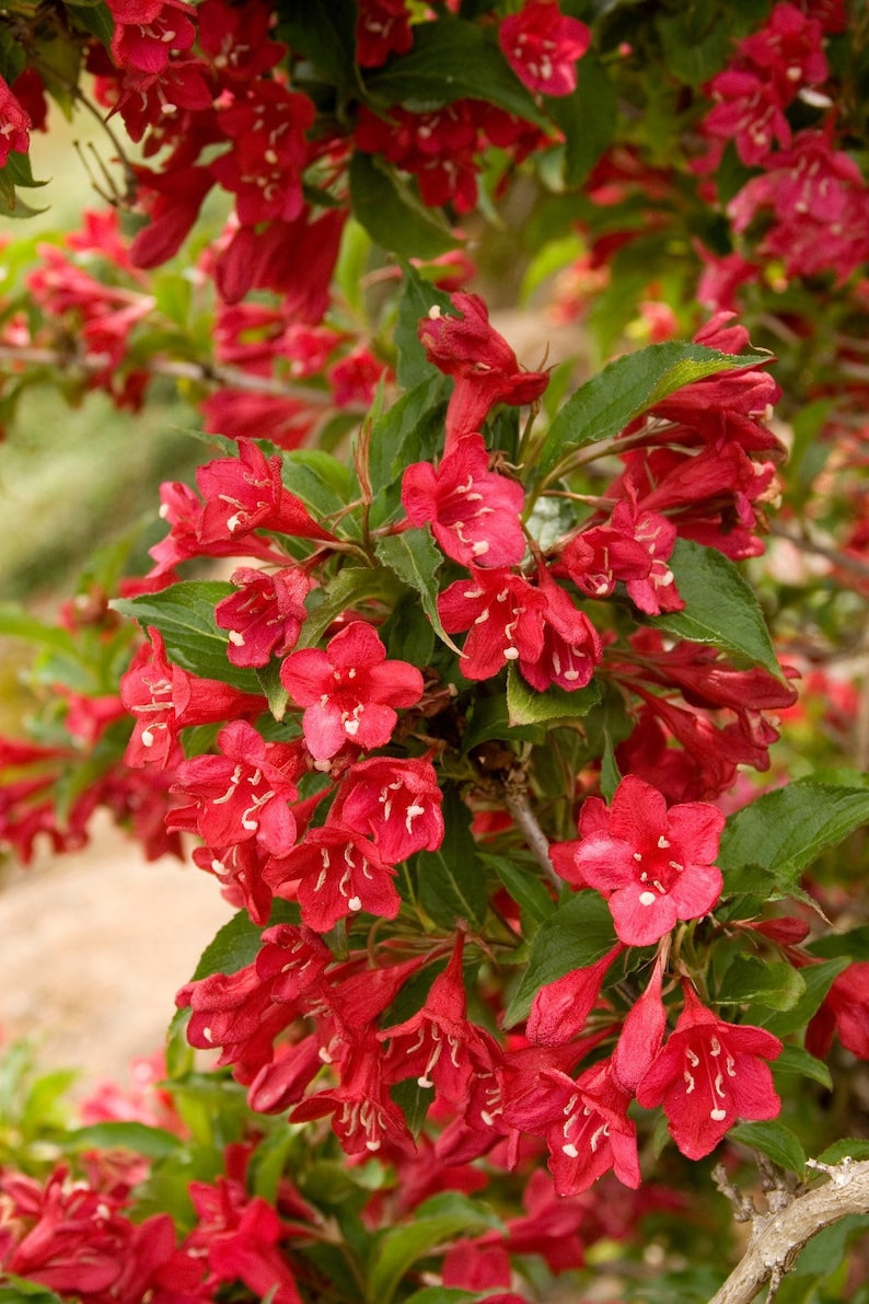 Red Weigela Quart Pot Plant - Pink & Red Flowers - Weigela florida - Deciduous Shrub for Garden Landscaping - Zone 4-8