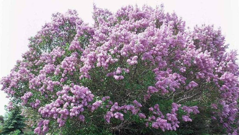 Bare Root Lilac Bushes - 100 Purple & White Varieties - Fragrant Perennial Flowers - Syringa vulgaris