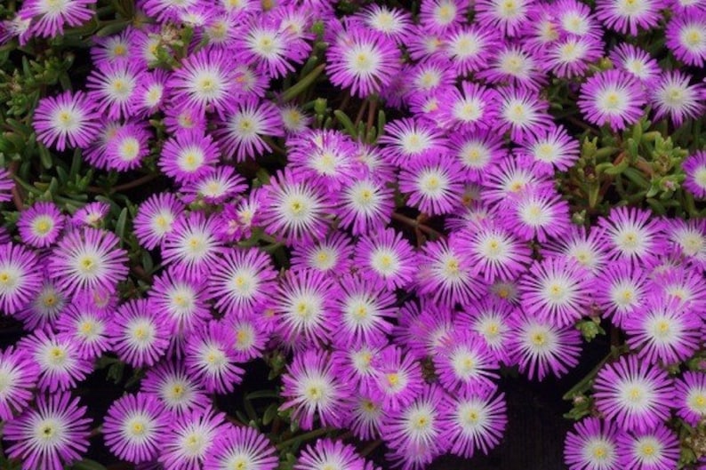 Ice Plant Set of 3 Pots, Wheels of Wonder Violet, Drought Tolerant, Low Maintenance, Delosperma hybrid, 3.5" Pots