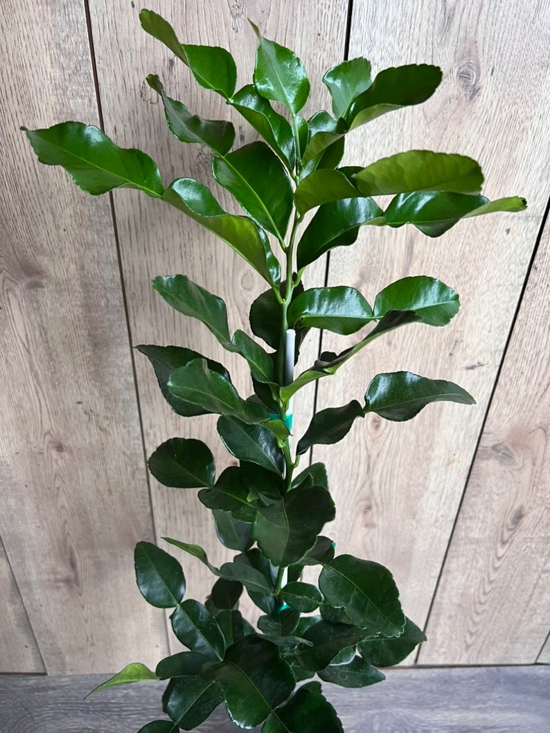 Kaffir Lime Tree in Half-Gallon Pot | Citrus Hystrix Makrut | Thai Lime for Cooking & Culinary Herbs