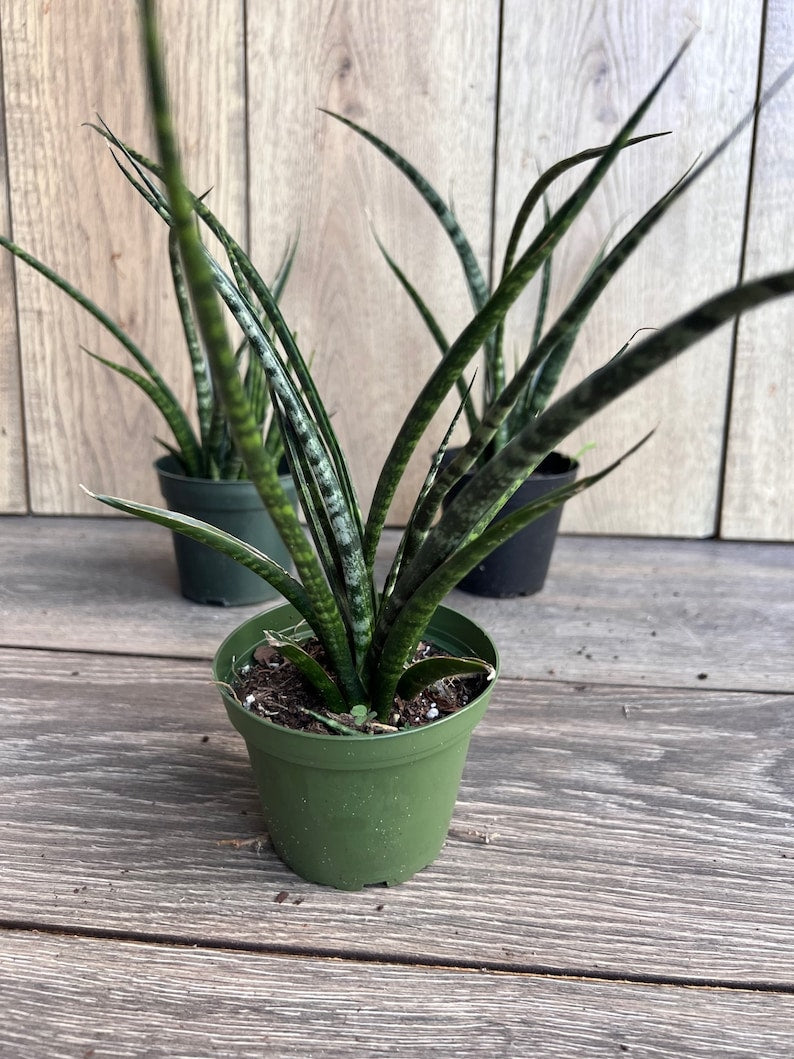 Sansevieria Fernwood Mikado 4-Inch Pot | Air Purifying Snake Plant | Low Light Drought Tolerant Houseplant