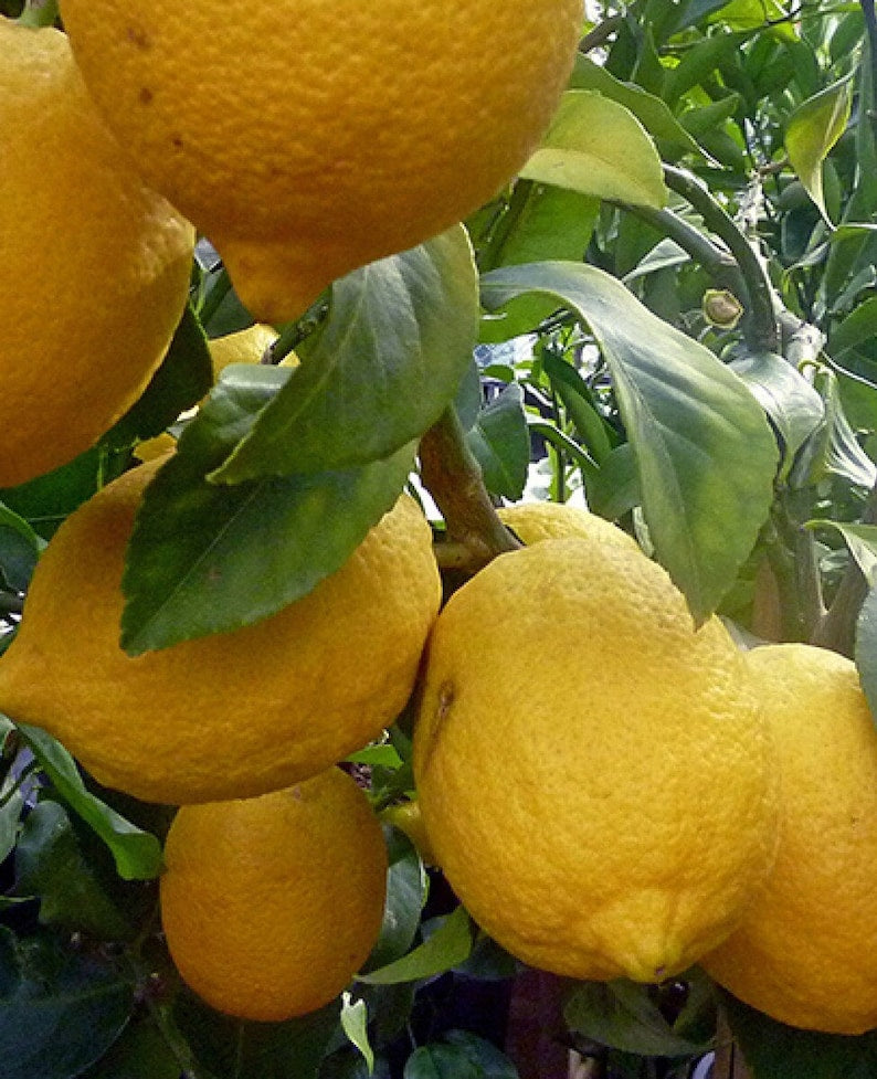 Ponderosa Lemon Tree 1/2 Gallon Pot Grafted Citrus Citrus limon 'Ponderosa' Indoor Outdoor