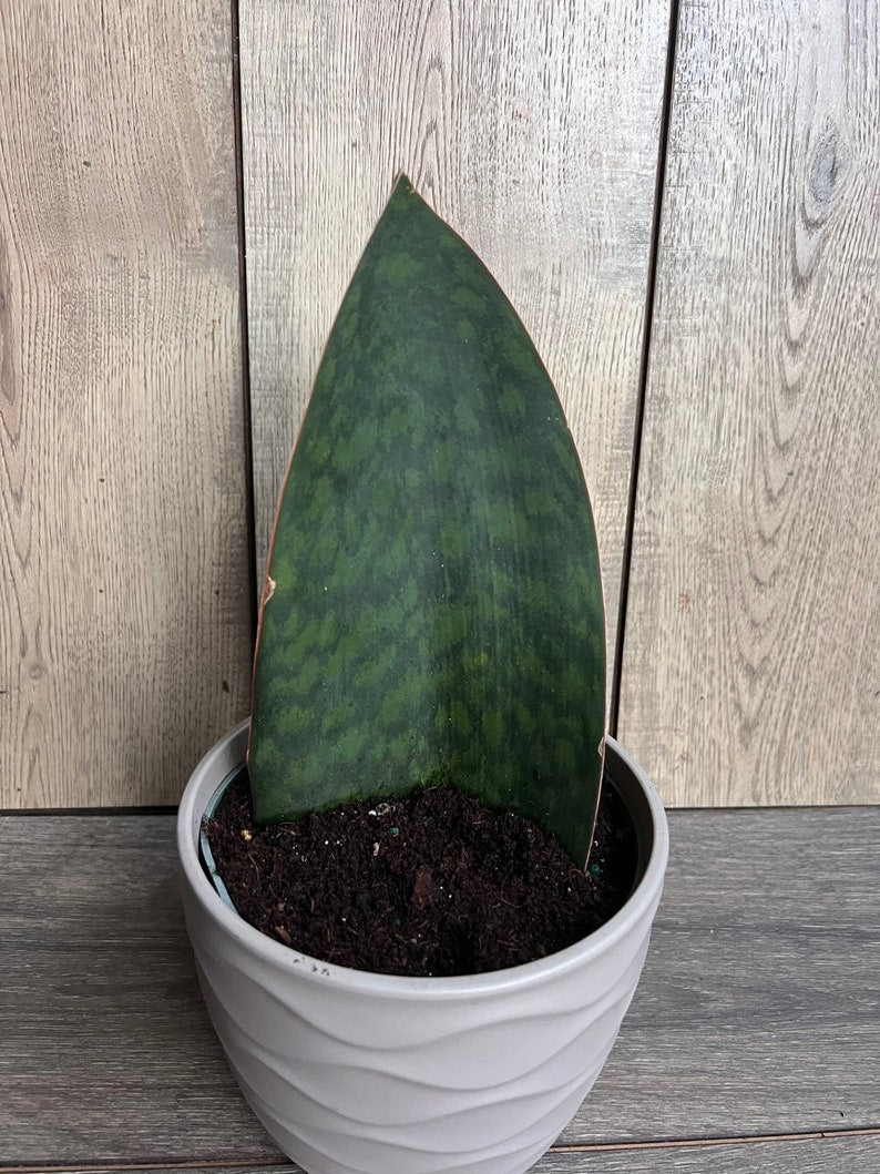 Sansevieria Whale Fin Snake Plant 6" Pot - Sansevieria masoniana - Unique Variegated Indoor Plant for Home Decor