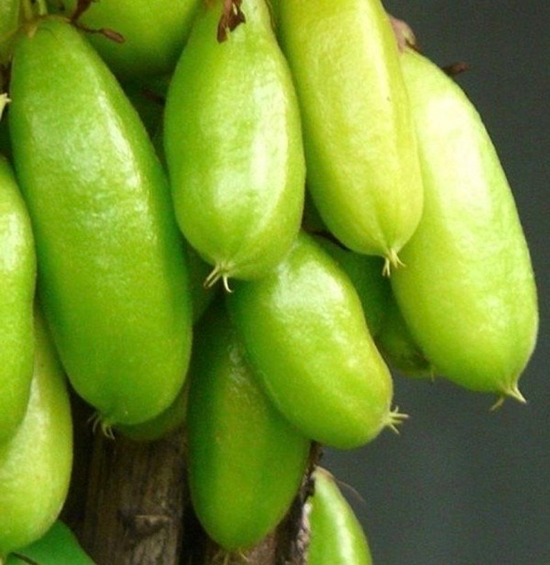 Bilimbi Plant in 10" Pot | Exotic Tropical Fruit Tree | Averrhoa bilimbi | Rare Cucumber Tree for Home Garden