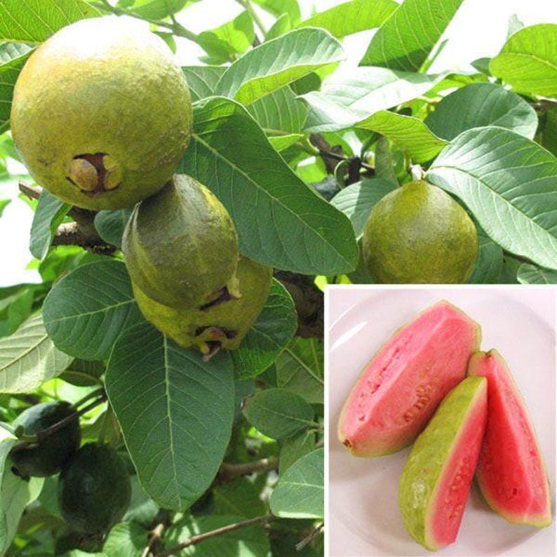 Guava Plant 3 Gal Pot Ruby Supreme Psidium guajava Tropical Fruit Easy Grow, Aromatic Pink Flesh, Ideal for Container Gardening