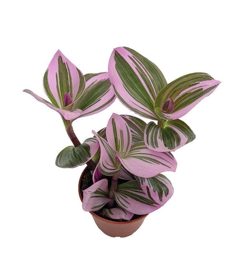 Rare Nanouk Pink Wandering Jew Plant - 6" Pot - Tradescantia - Unique Indoor Houseplant with Decorative Pink Green Foliage