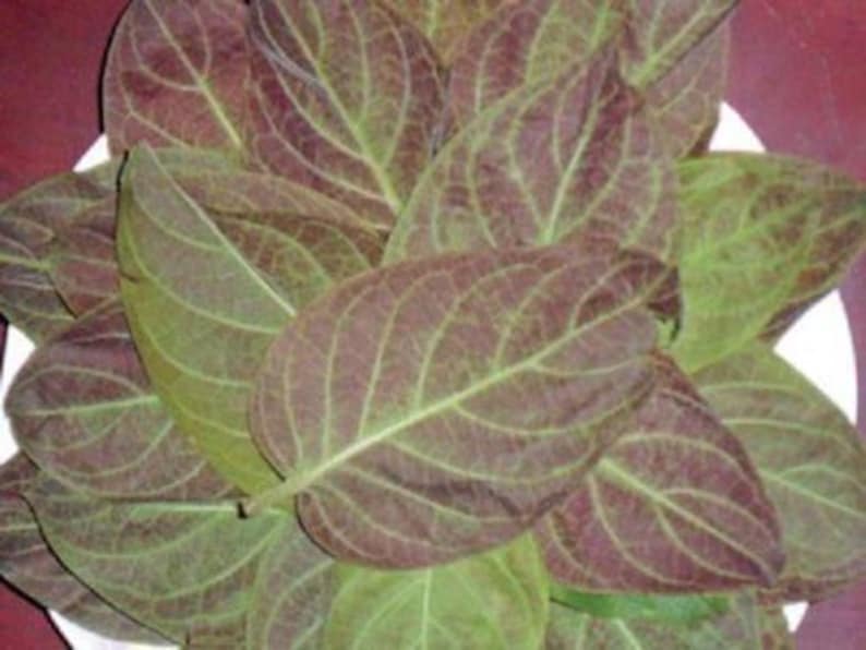 Live Plant - 3" Pot - Lá M? Tam Th? - Paederia foetida L - Freshly Harvested for Home or Garden - Easy Care & Aromatic Leaves